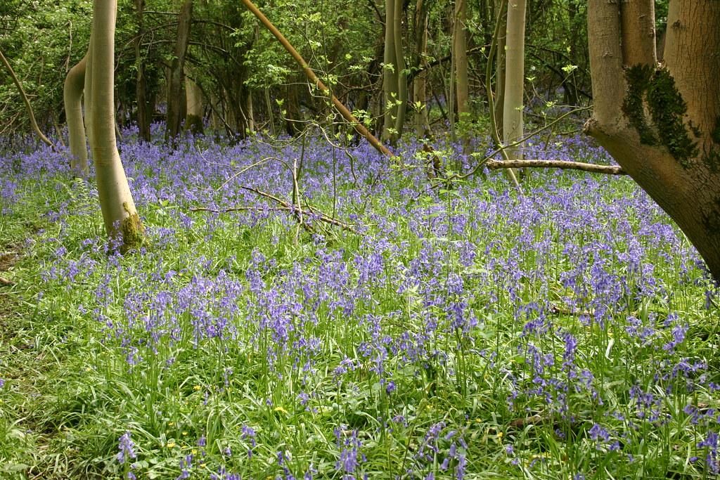 Tiddesley Wood